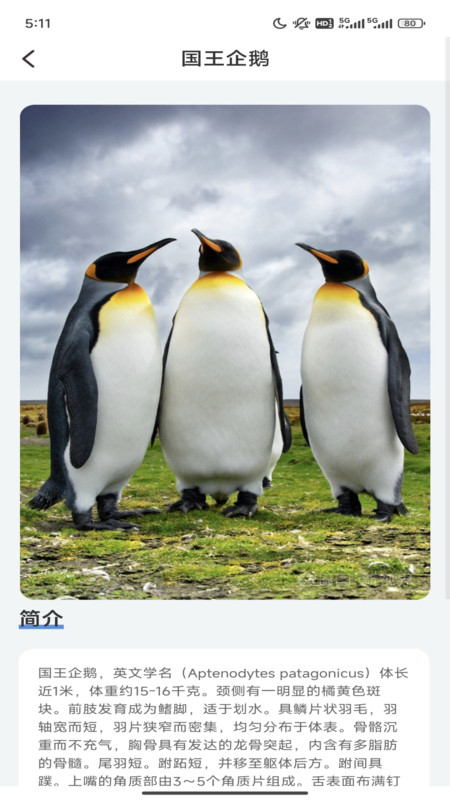 企鹅妙看(3)